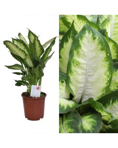 Dieffenbachia v.17 h.55-70