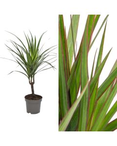 Dracaena marginata 1 plant v.11 h.45