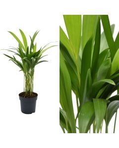 Dypsis lutescens, areca v.11 h.45