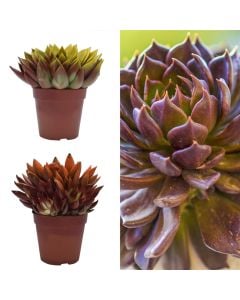 Echeveria miranda mix v.12 h.16