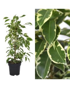 Ficus benjamina mix v.14 h.57