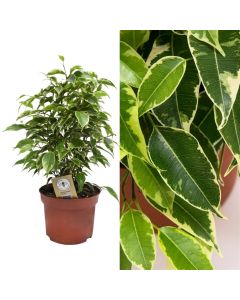 Ficus benjamina kinky v.12 h.27