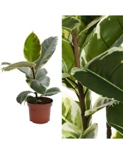 Ficus elastica v.13 h.35-50