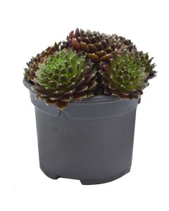 Sempervivum mix v.9 h.10