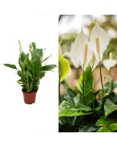 Spathiphyllum v.9 h.30