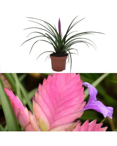 Tillandsia cyanea anita v.9 h.35