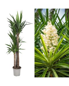 Yucca 3 plant v.27 h.160-180