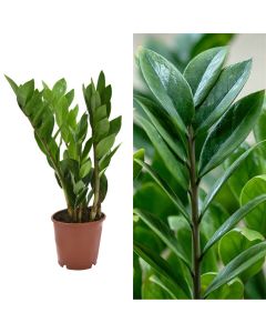 Zamioculcas v.12 h.30-45