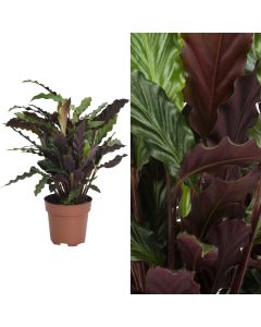 Calathea rufibarba v.13 h.40