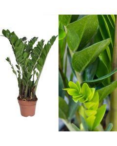 Zamioculcas v.17 h.60-75
