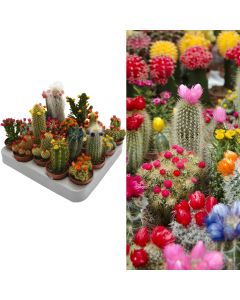 Cactus decorated v.5 h.8