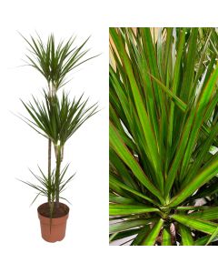 Dracaena marginata 3 plant v.21 h.160