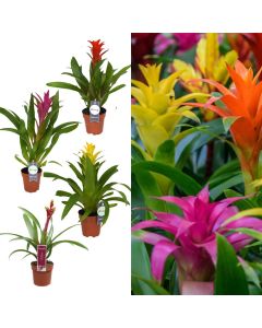 Guzmania mix v.12 h.40-55