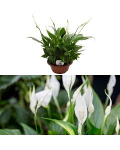 Spathiphyllum v.23 h.45