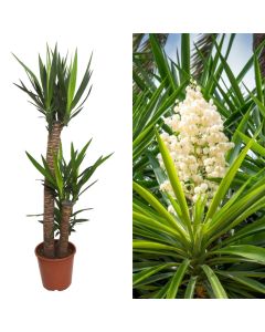 Yucca 3 plant v.24 h.125-145