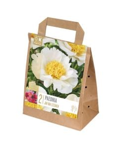 Perennial bulbs, paeonia lactiflora jan van leeuwen, 2 pieces/pack