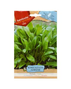 Herbs plant seed, rumex acetosa hortensis