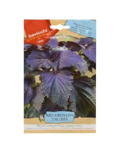 Herbs plant seed, perilla rossa