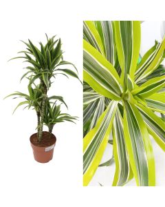 Dracaena lemon lime 3 plant v.21 h.110