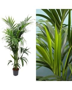 Kentia howea forsteriana v.24 h.180