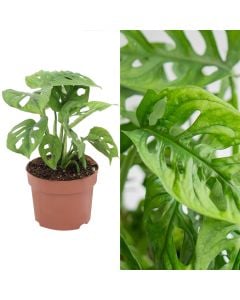 Monstera obliqua v.12 h.30