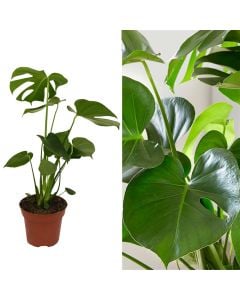 Monstera deliciosa v.17 h.65