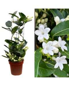 Stephanotis v.12 h.40