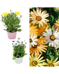 Marguerite v.14