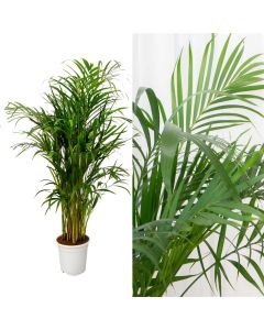 Dypsis lutescens, areca v.19 h.100