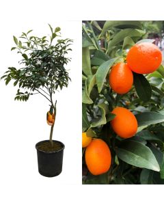 Sapling kumquat v.26 h.195