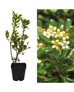 Pittosporum tobira v.14 h.60