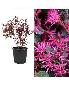 Loropetalum chinense v.19 h.25