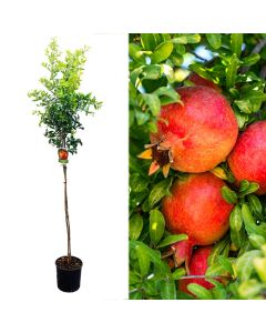 Pomegranate, punica granatum v.60  h.180 cm