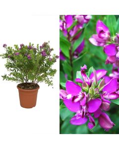 Polygala myrtifolia v.24
