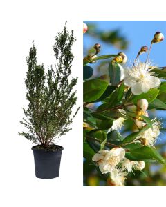 Myrtus communis v.24
