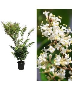 Ligustrum japonicum texanum v.24