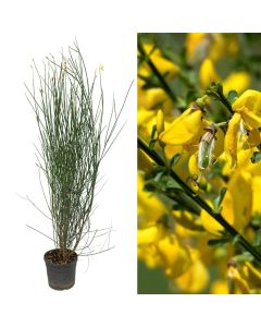 Genista aetnensis v.18