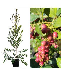 Eugenia uniflora etna fire v.18