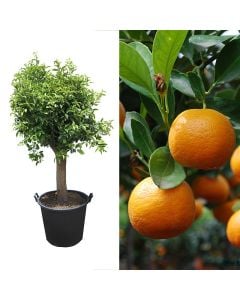 Portokall i vogel (calamondin), citrus mitis v.55  h.180 cm