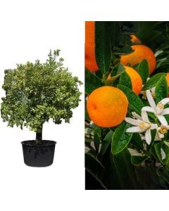 Orange tree small fruit (calamondin), citrus mitis v.85  h.250 cm