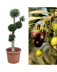 Olive, olea europaea v.50 h.150-200 cm