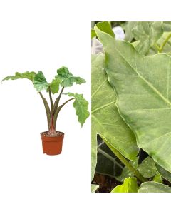 Alocasia wentii v.12 h.45