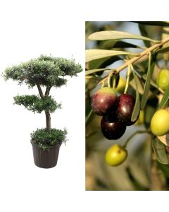 Olive, olea europaea v.100 h. 250-300 cm