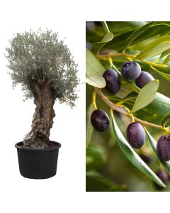 Olive, olea europaea v.50 h.150-175 cm