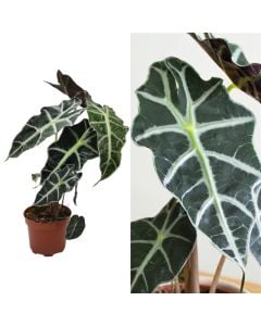 Alocasia polly v.12 h.35