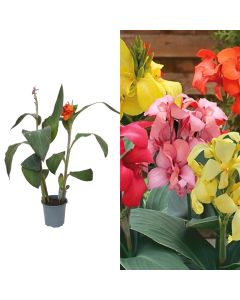 Canna cannova mix v.17 h.80