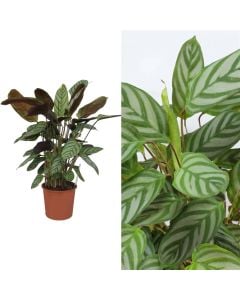 Ctenanthe mix v.17 h.70-90