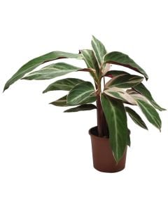 Stromanthe sanguinea v.14 h.45