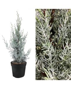 Cupressus arizonica v.16 h.70