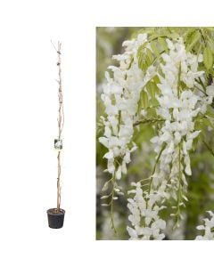Wisteria brachybotrys shiro kapitan v.18 h.140-170 cm